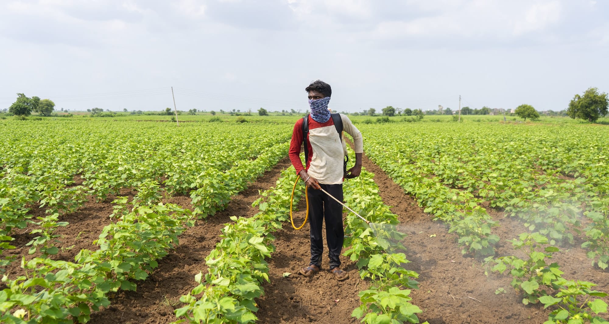 The Impact Of Paraquat Exposure On Farmworkers In Texas