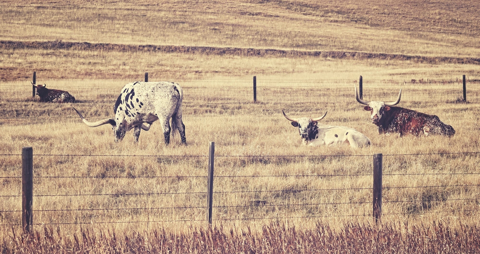 The Health Risks Of Roundup In Texas