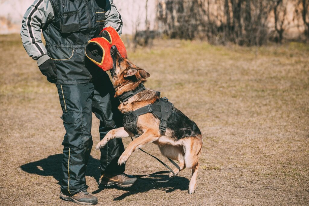 Expert Dog Bite Lawyer: Legal Help for Dog Bite Injuries Benefits of Hiring a Dog Bite Attorney in Weslaco- The Lopez Law Group