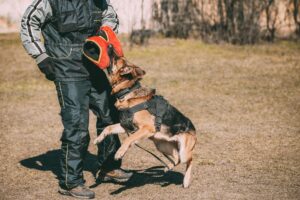 Benefits of Hiring a Dog Bite Attorney in Weslaco- The Lopez Law Group