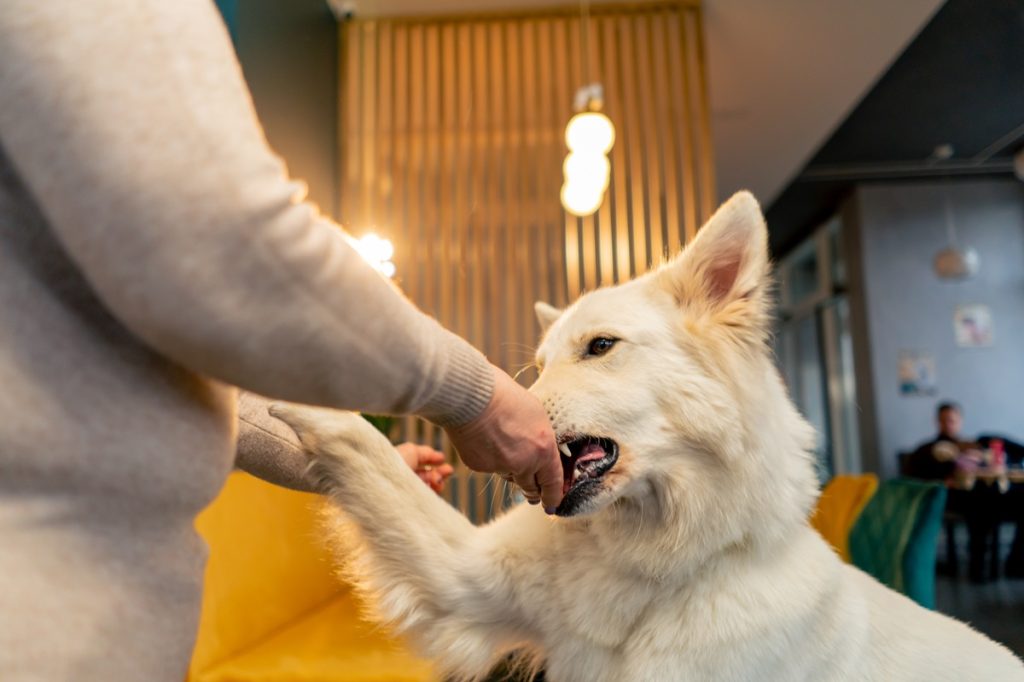 A dog biting someone's hand