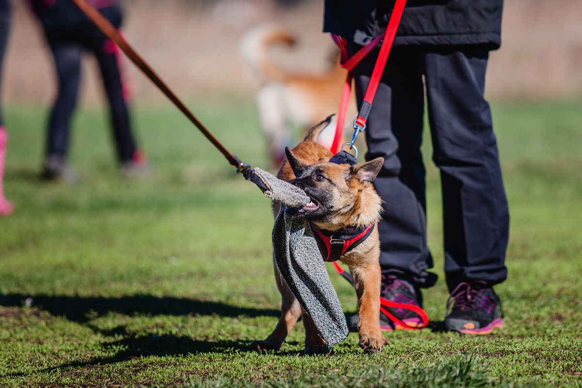 A dog on a leash chewing on something