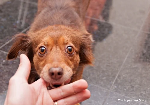 Abogado de Mordedura de Perro